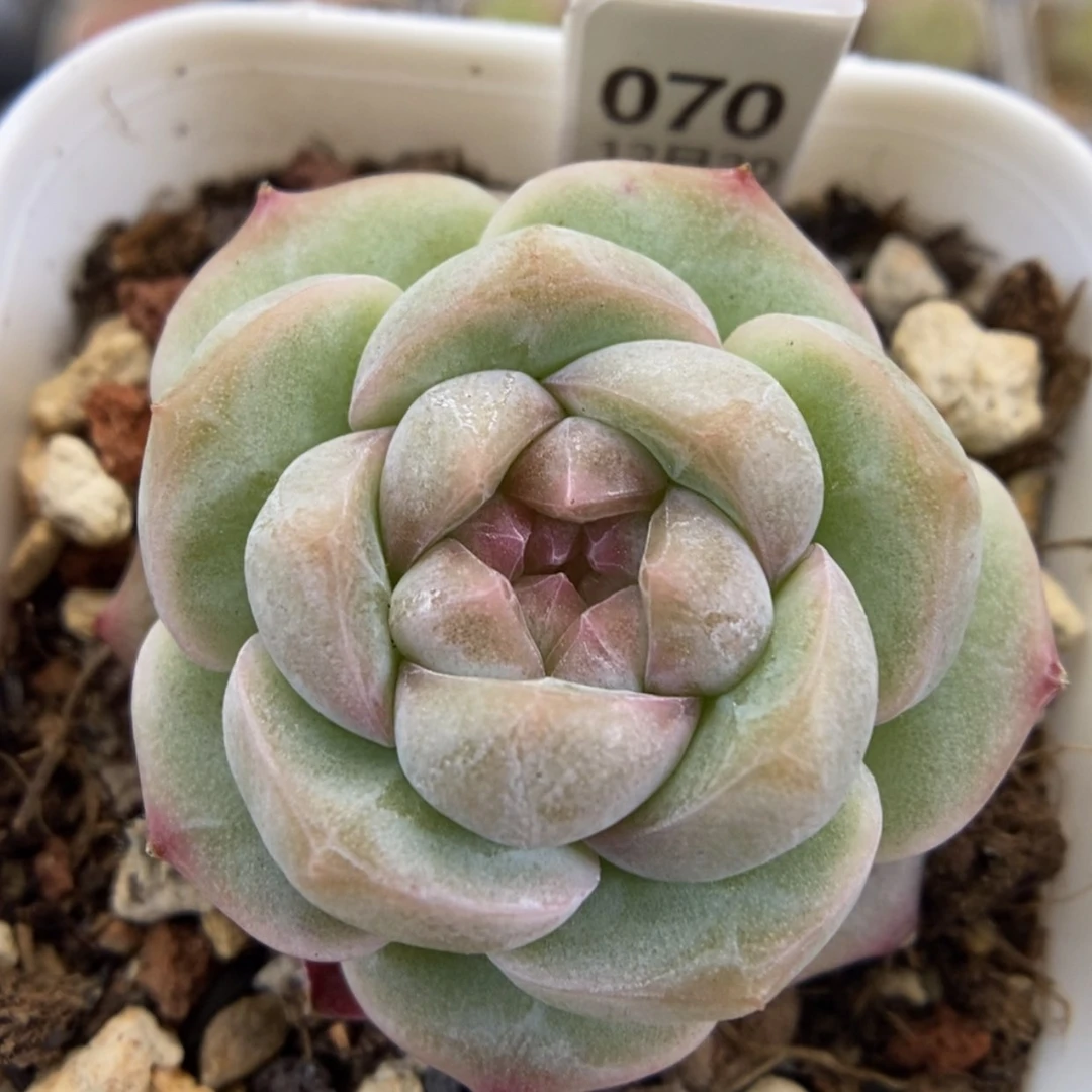 【闪购商品】1220-70