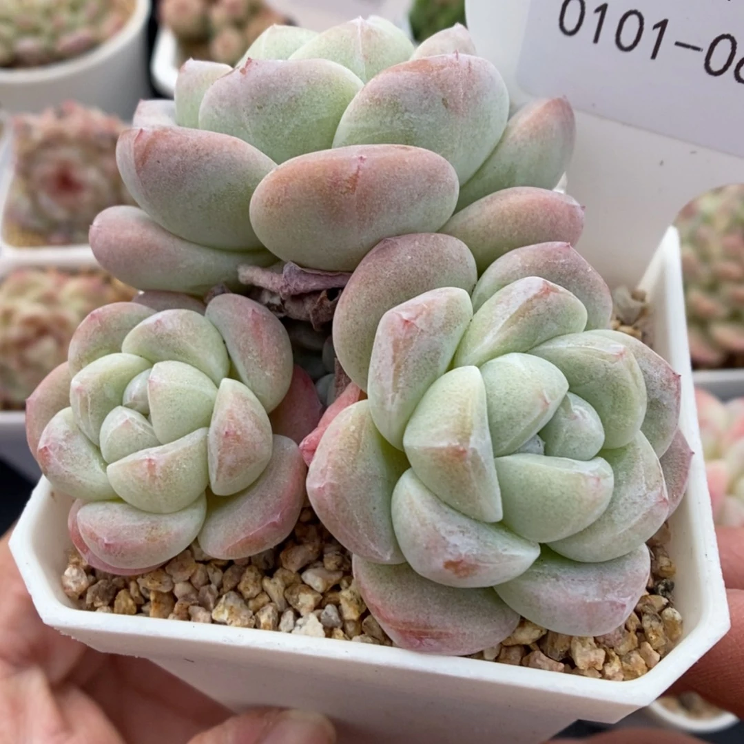 【闪购商品】0101-061