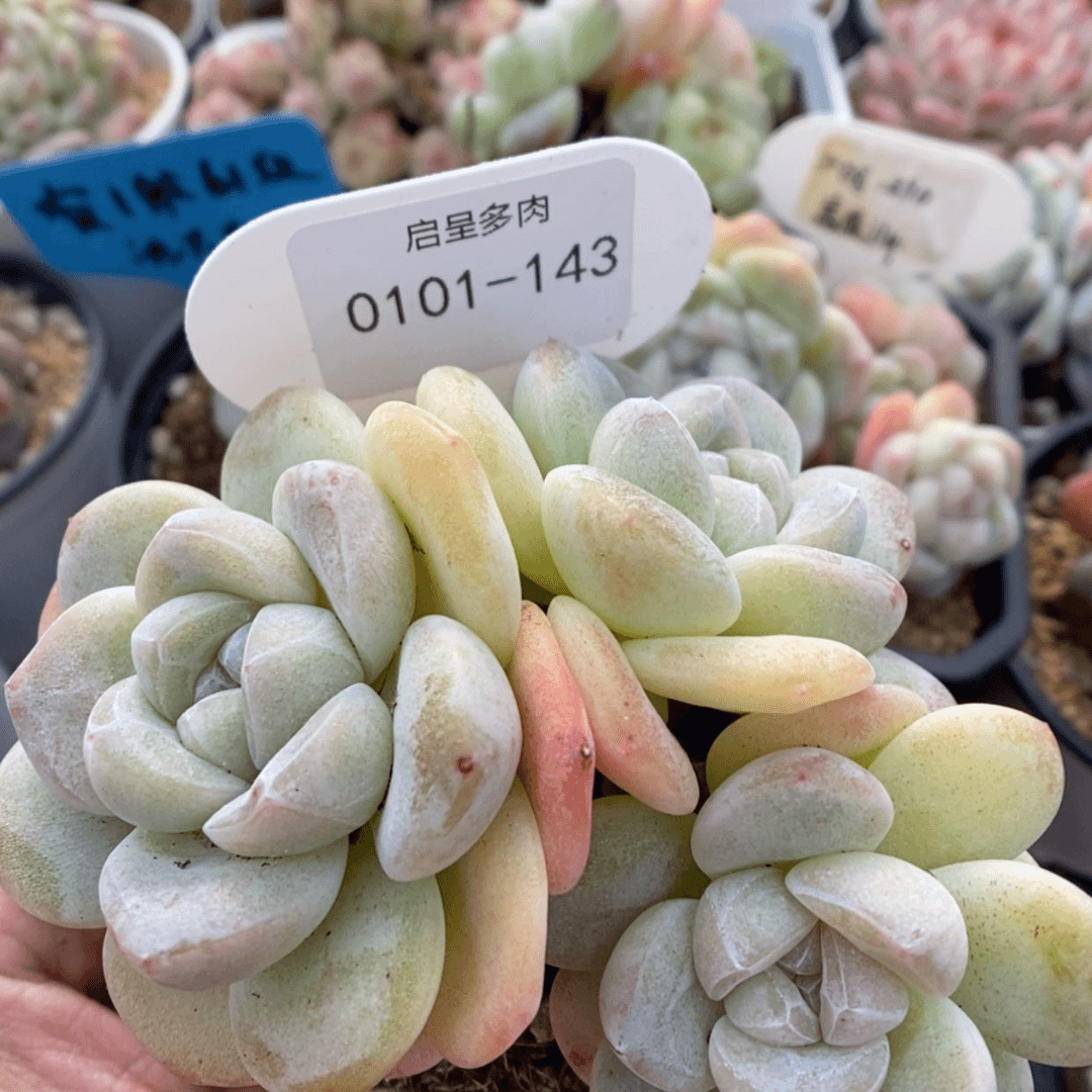 【闪购商品】0101-143