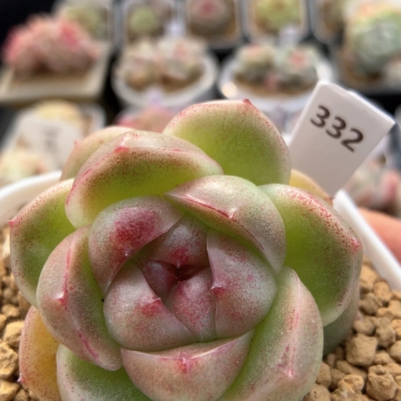 【闪购商品】0106-332