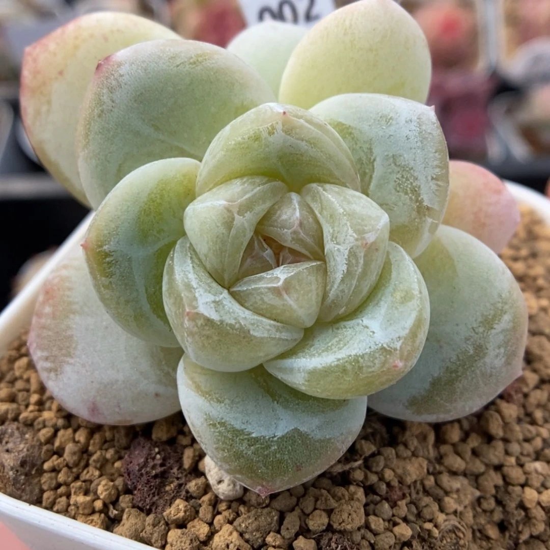 【闪购商品】1230-002