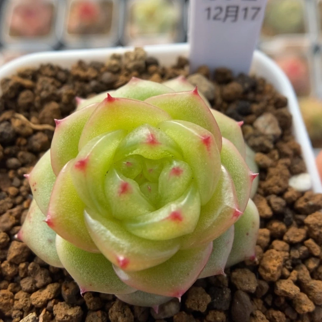 【闪购商品】1217-072