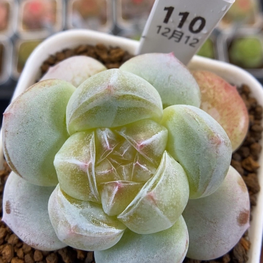【闪购商品】1212-110