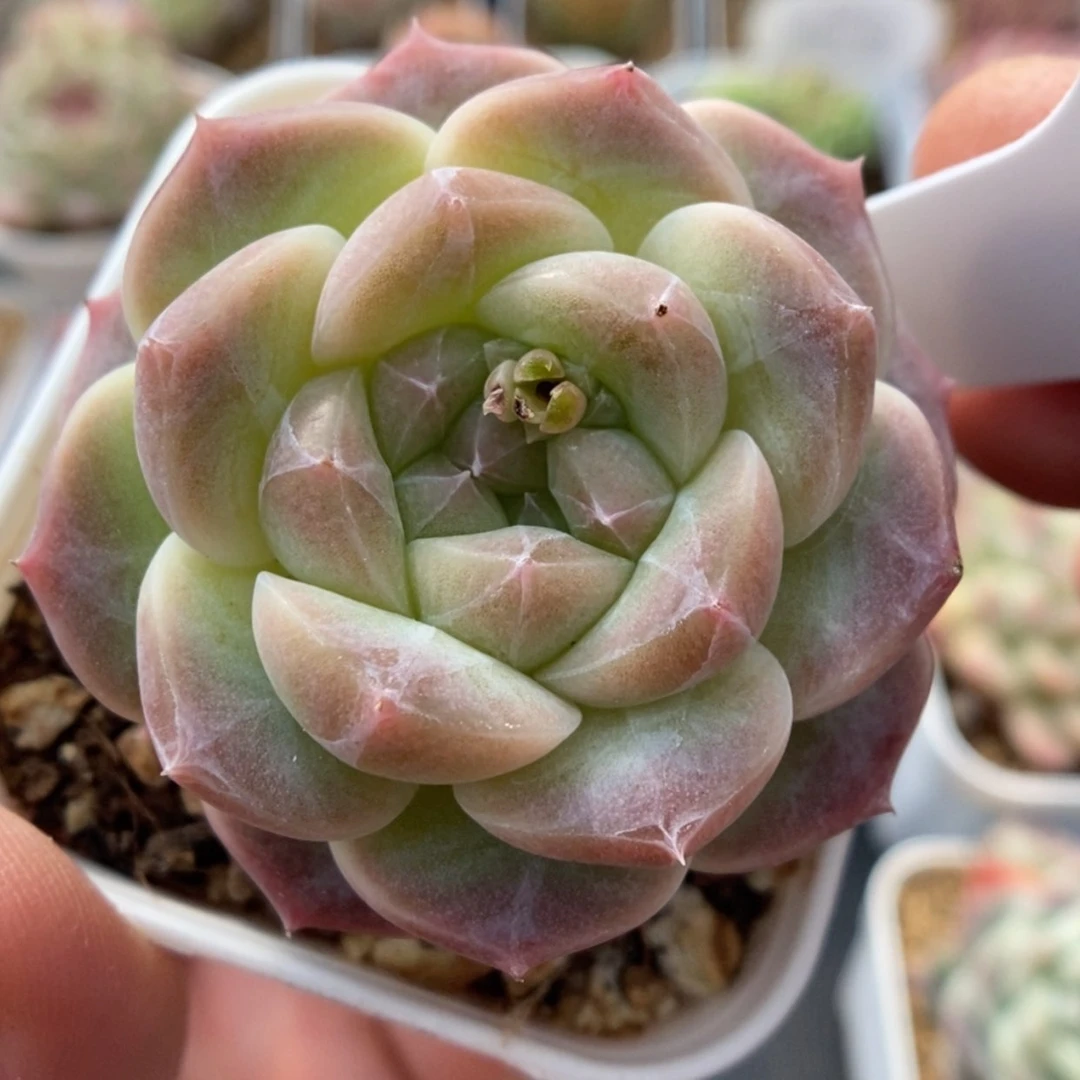 【闪购商品】O***徐0101-032