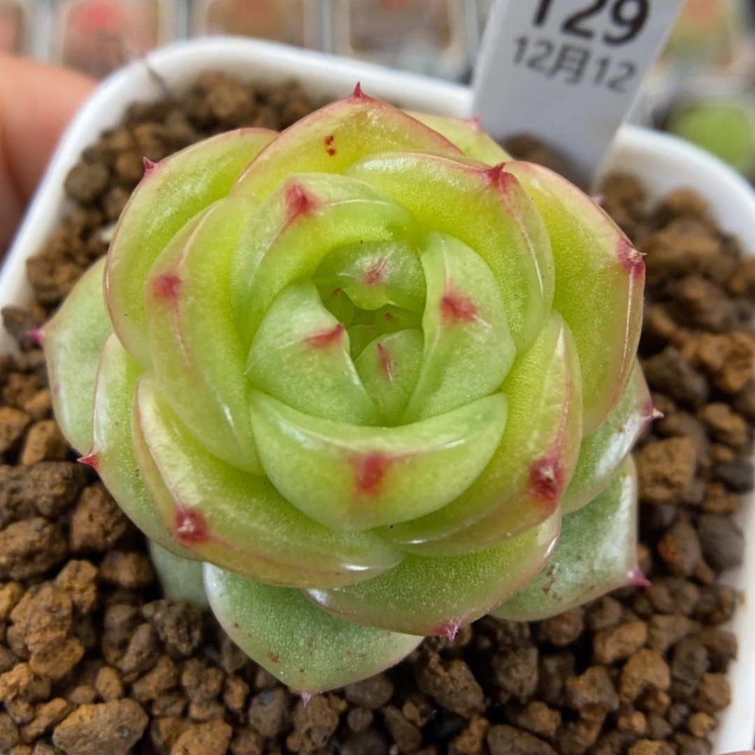 【闪购商品】1212-129