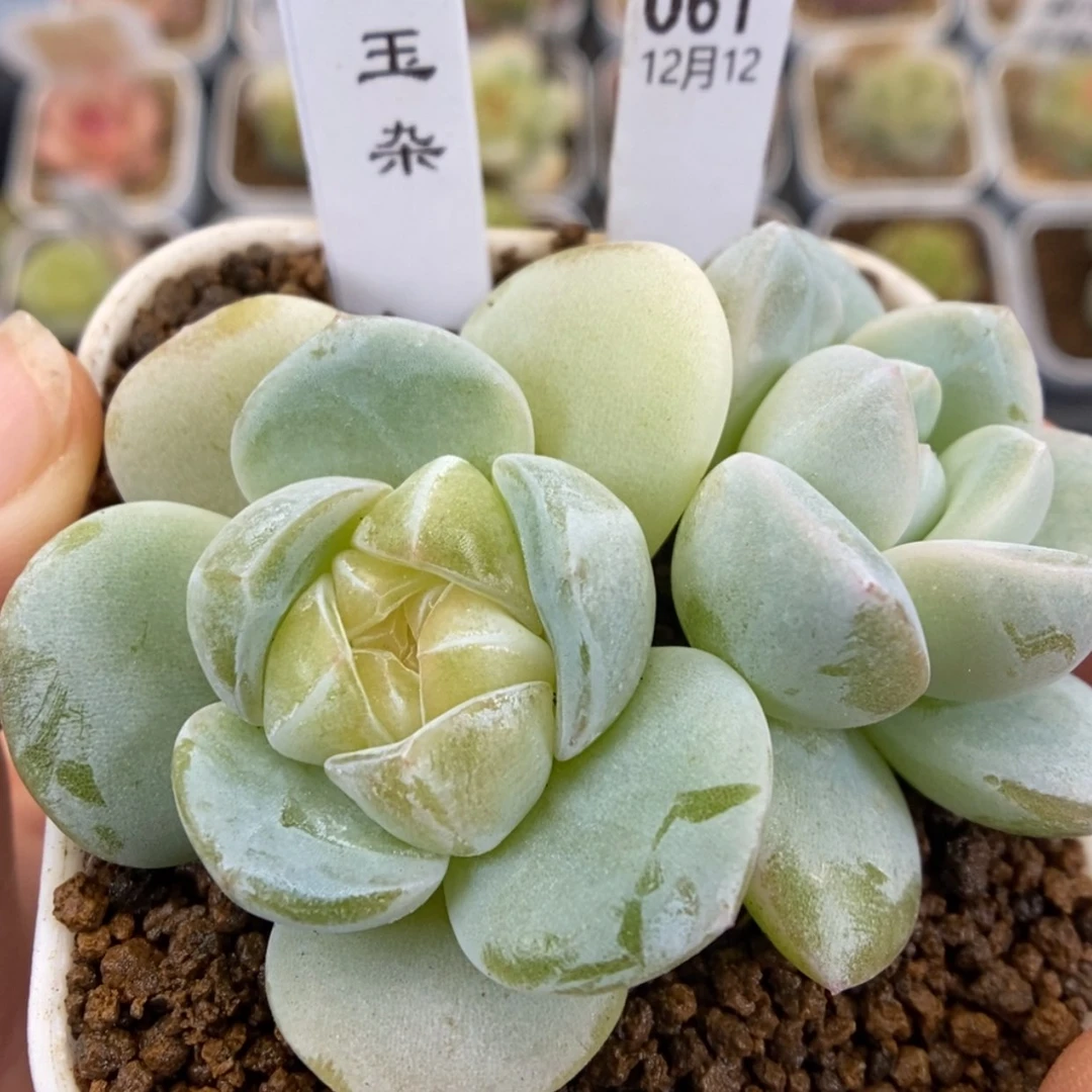 【闪购商品】1212-61