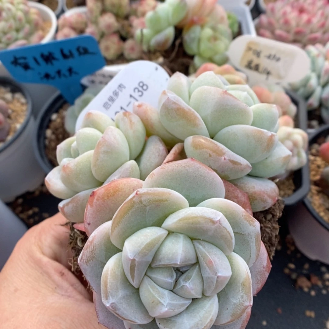 【闪购商品】0101-138