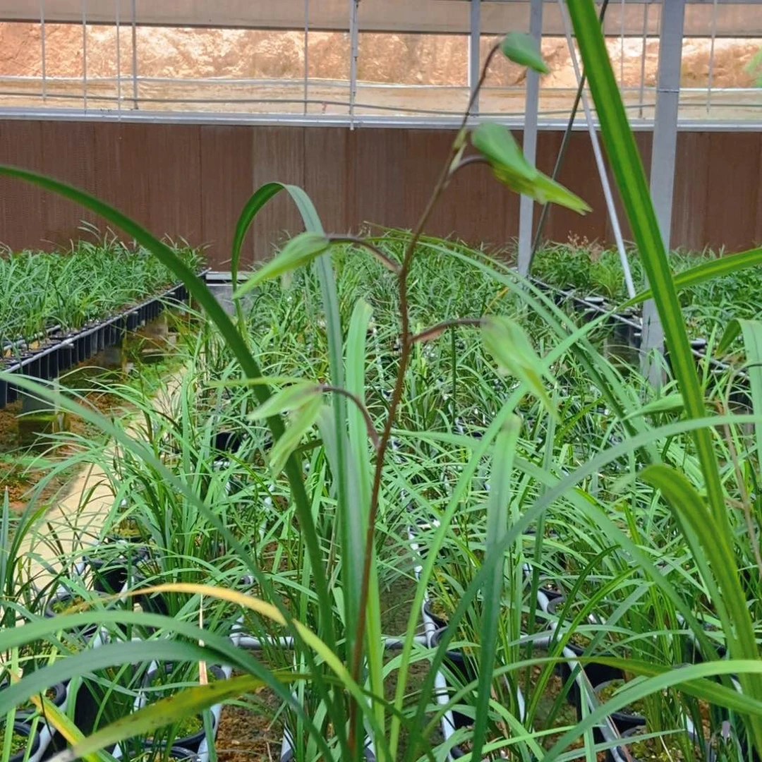 细叶寒兰细叶寒兰