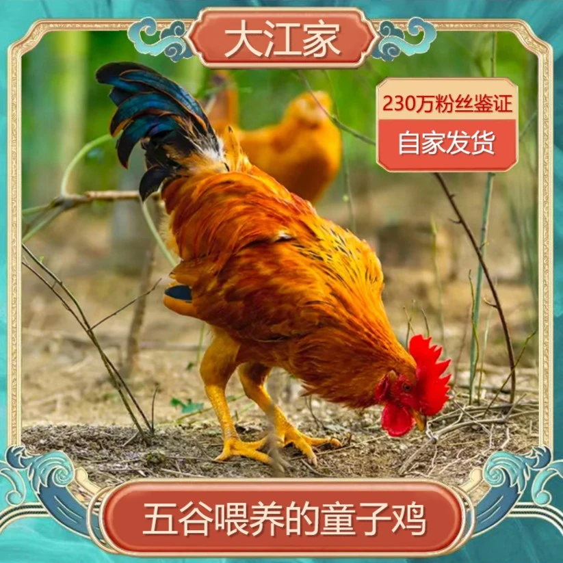 正宗散养小公鸡【童子鸡】4只 ，一只净重约1.6斤 鸡肉 香嫩多汁鲜香