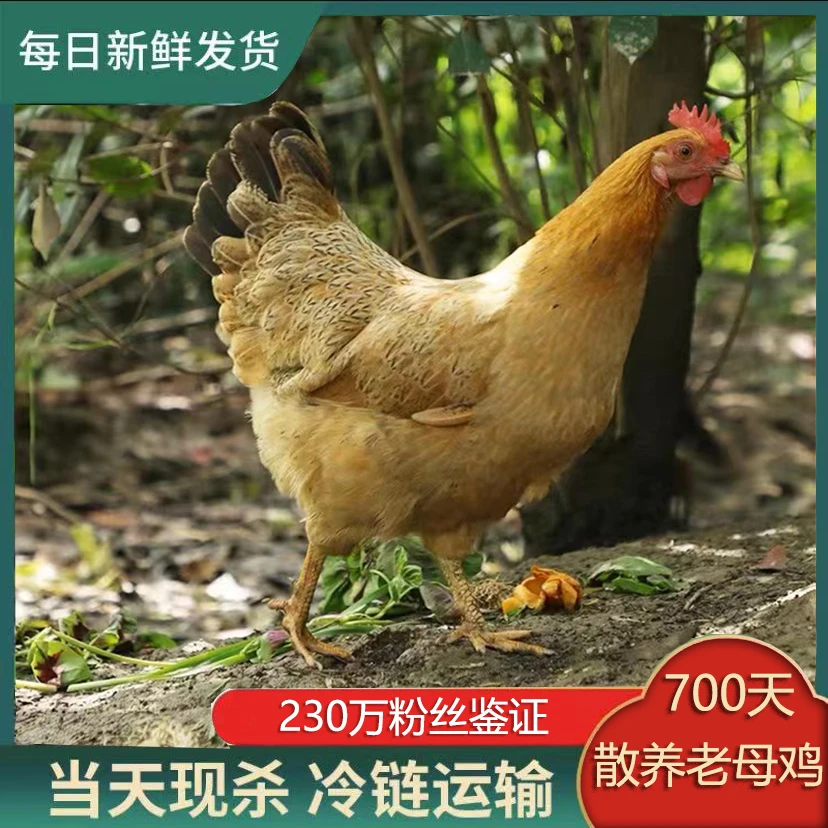正宗散养 700 天鲁西 大冠 土老母鸡  2只净重约5.4斤现杀新鲜