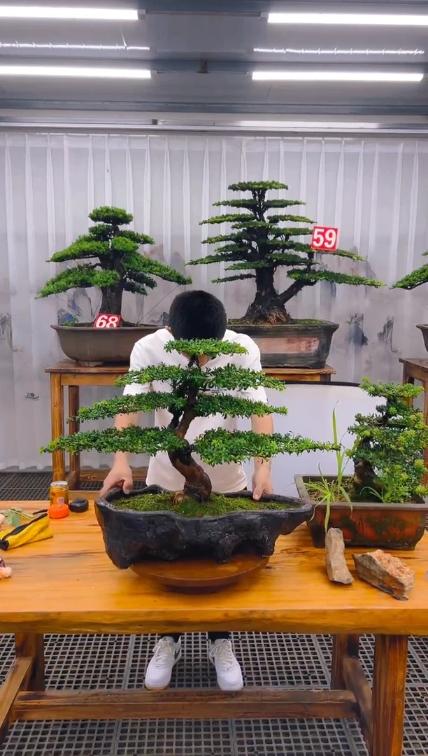 【闪购商品】紫砂精品盆景直播间一物一拍