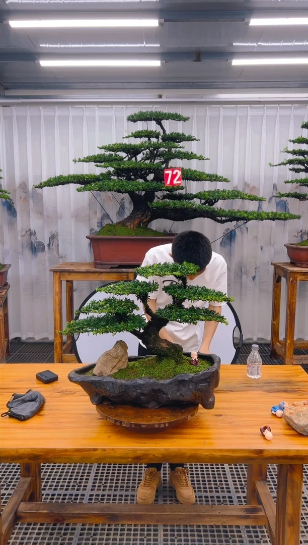 【闪购商品】紫砂精品盆景直播间一物一拍