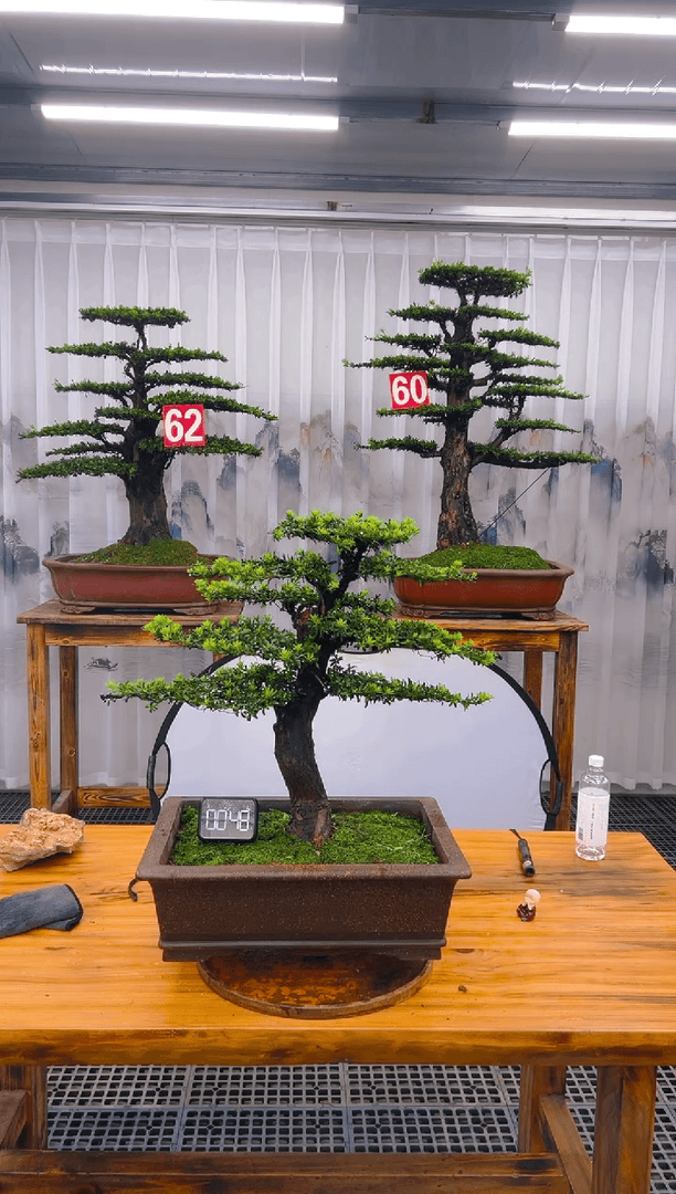 【闪购商品】紫砂精品盆景直播间一物一拍