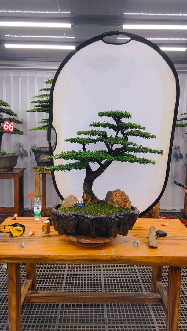 【闪购商品】紫砂精品盆景直播间一物一拍