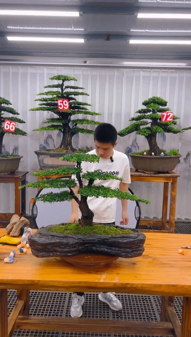 【闪购商品】紫砂精品盆景直播间一物一拍