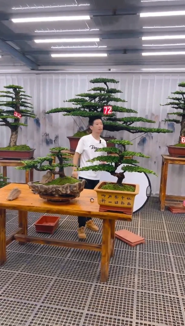 【闪购商品】紫砂精品盆景直播间一物一拍