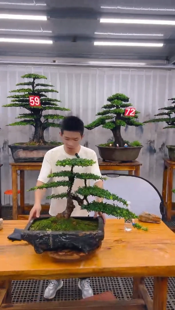 【闪购商品】紫砂精品盆景直播间一物一拍