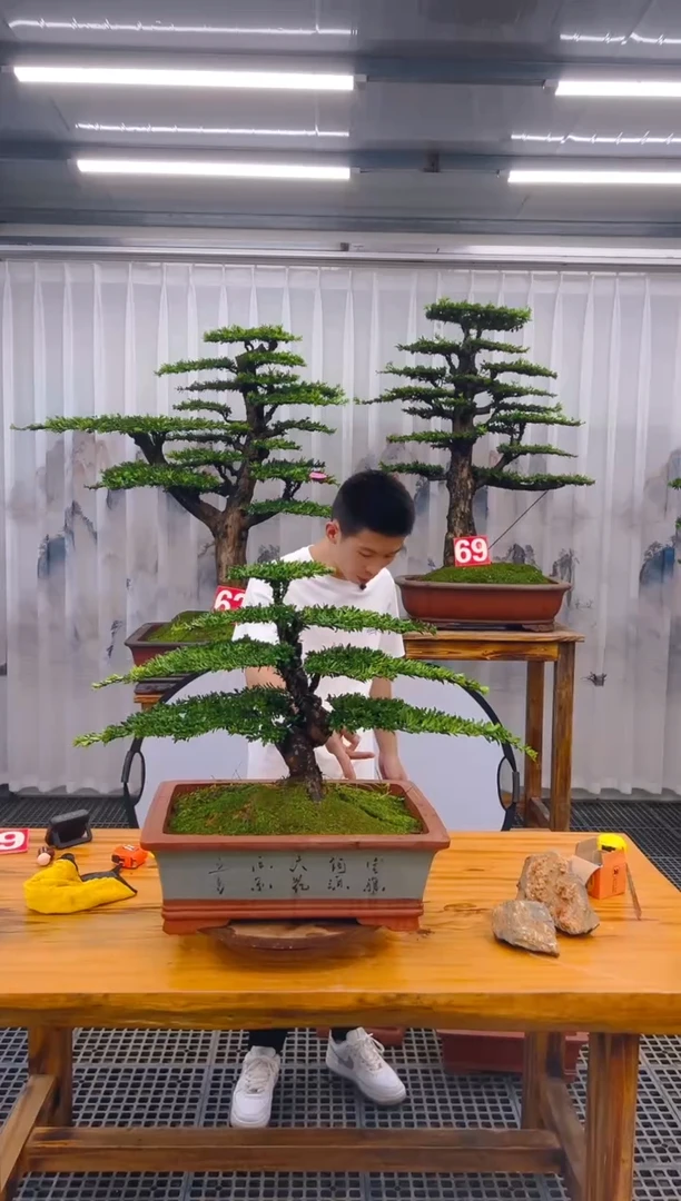 【闪购商品】紫砂精品盆景直播间一物一拍
