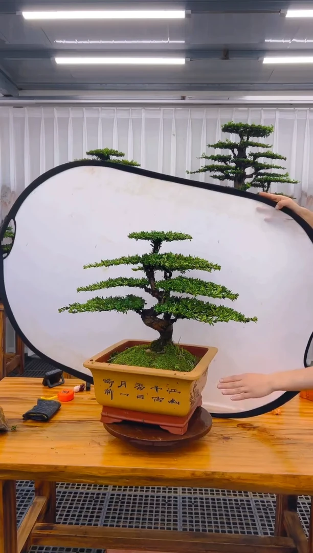 【闪购商品】紫砂精品盆景直播间一物一拍