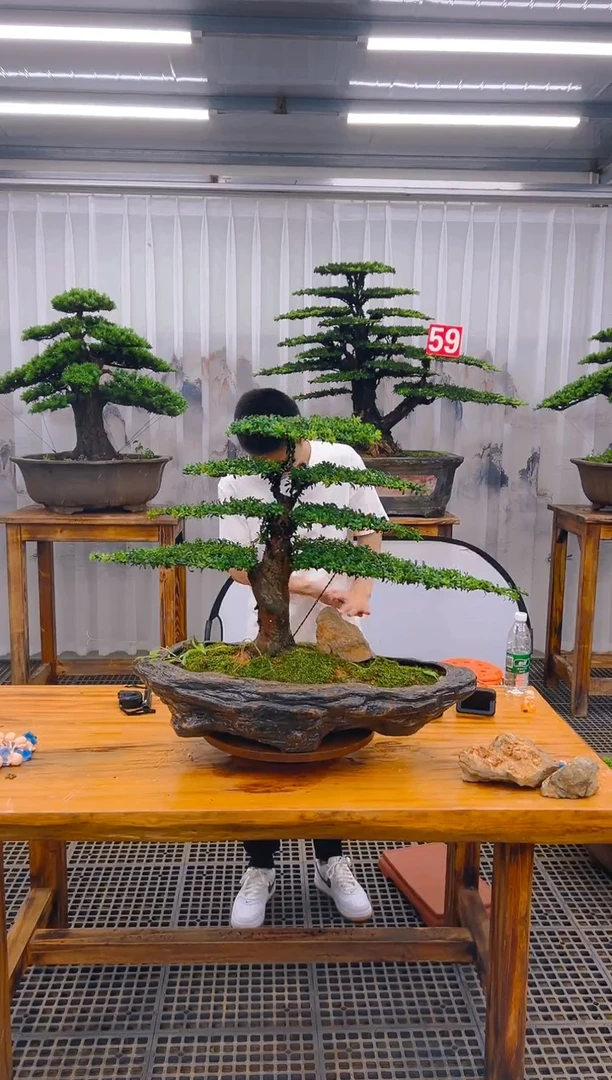 【闪购商品】紫砂精品盆景直播间一物一拍