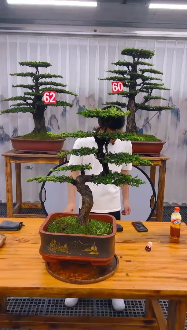 【闪购商品】紫砂精品盆景直播间一物一拍