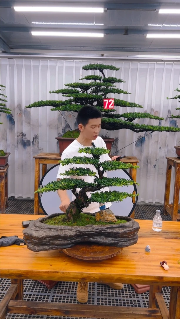 【闪购商品】紫砂精品盆景直播间一物一拍