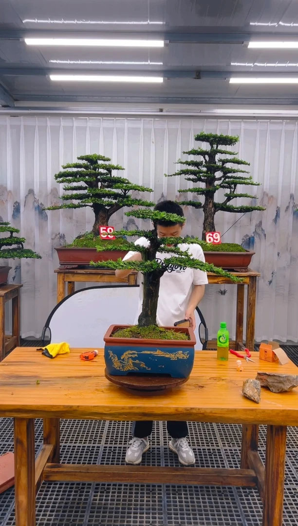 【闪购商品】紫砂精品盆景直播间一物一拍