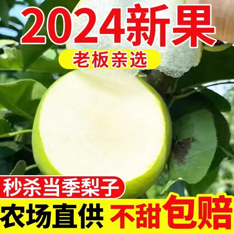 苏翠一号梨纯甜皮薄酥脆爽口水润多汁现摘果园直发
