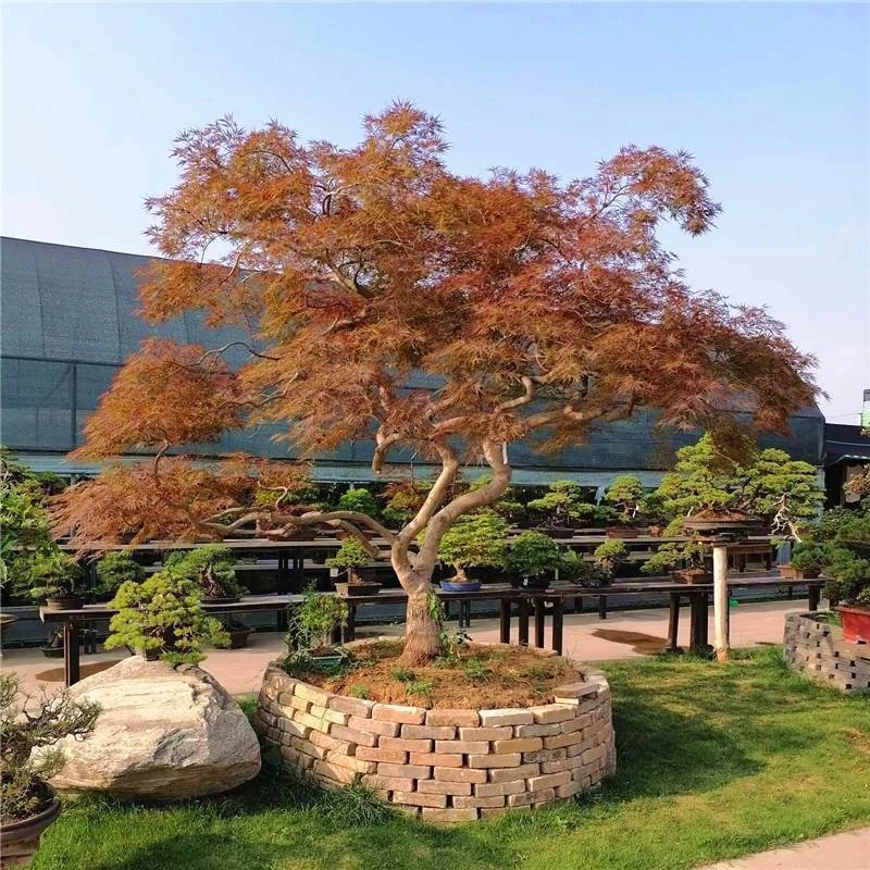 红枫羽毛枫蚂蝗流泉风造型盆栽大树地栽盆景地景规格品种齐全