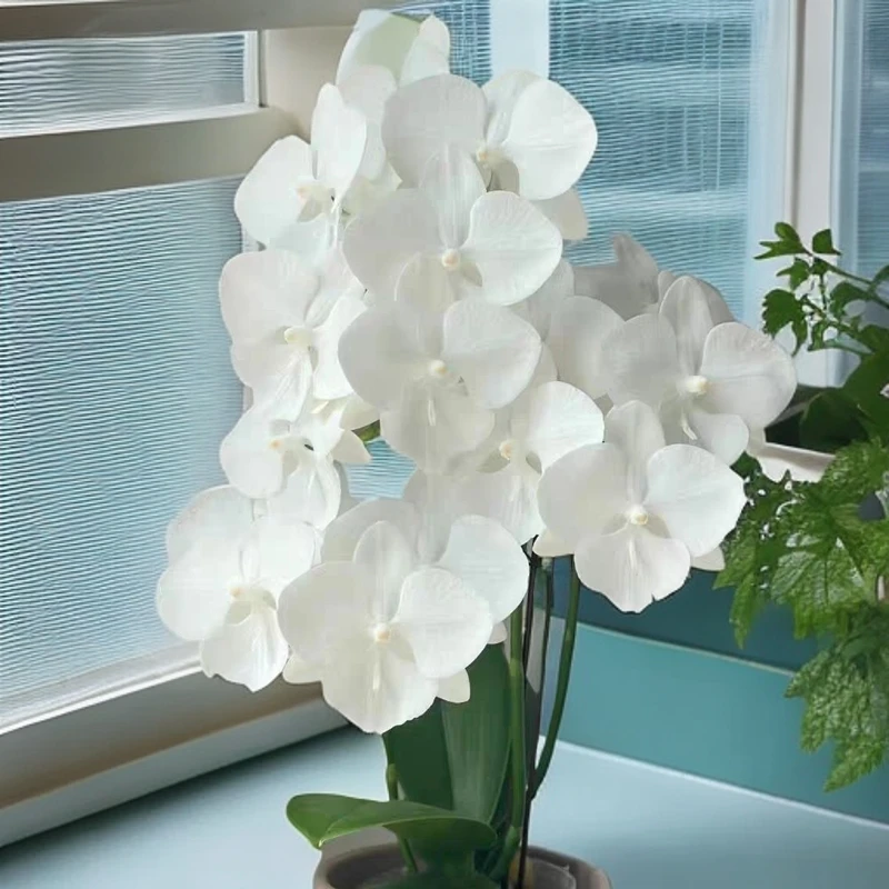 白天鹅  中花型大舌头蝴蝶兰 3.5加高杯带花剑纯白无暇高端盆栽