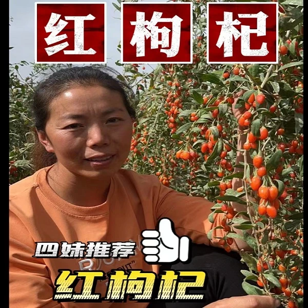 【四妹宠粉】2025年头茬新疆红枸杞 【混级果】