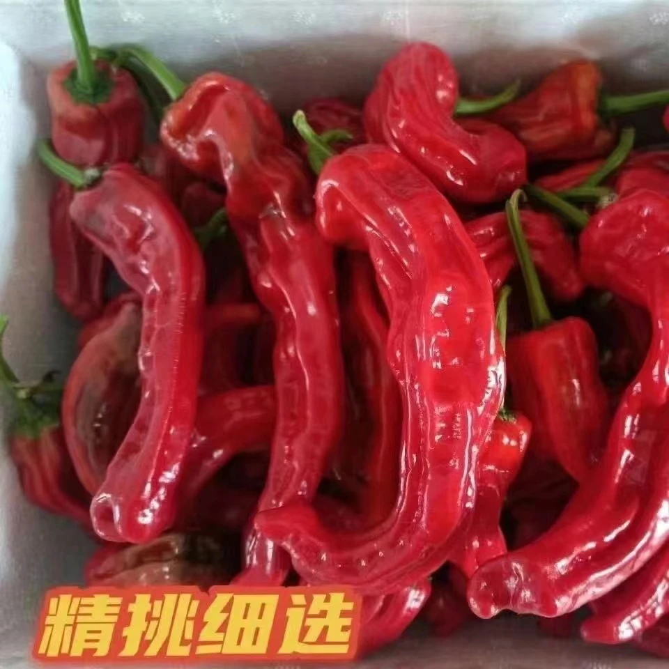 现摘现发特辣红色小皱皮辣椒剁椒辣椒酱必选无辣不欢必备新鲜皮薄