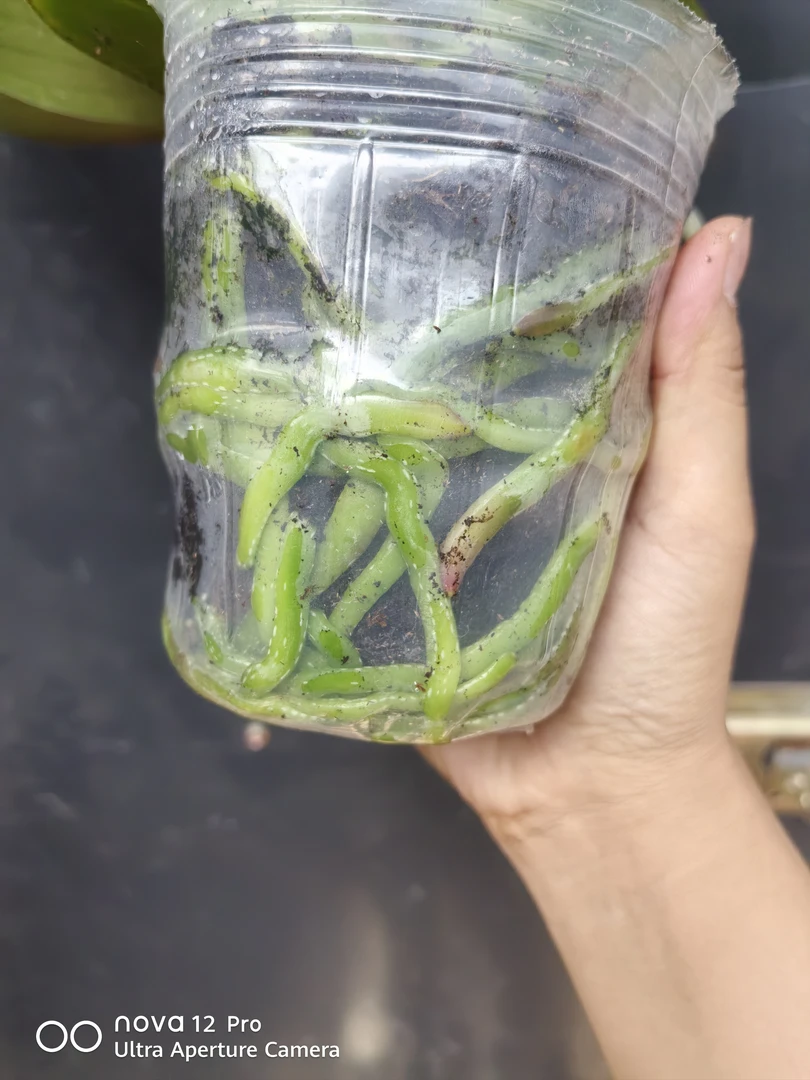 瑕疵蝴蝶兰大辣椒3.5寸加高杯出梗苗叶损不售后一棵