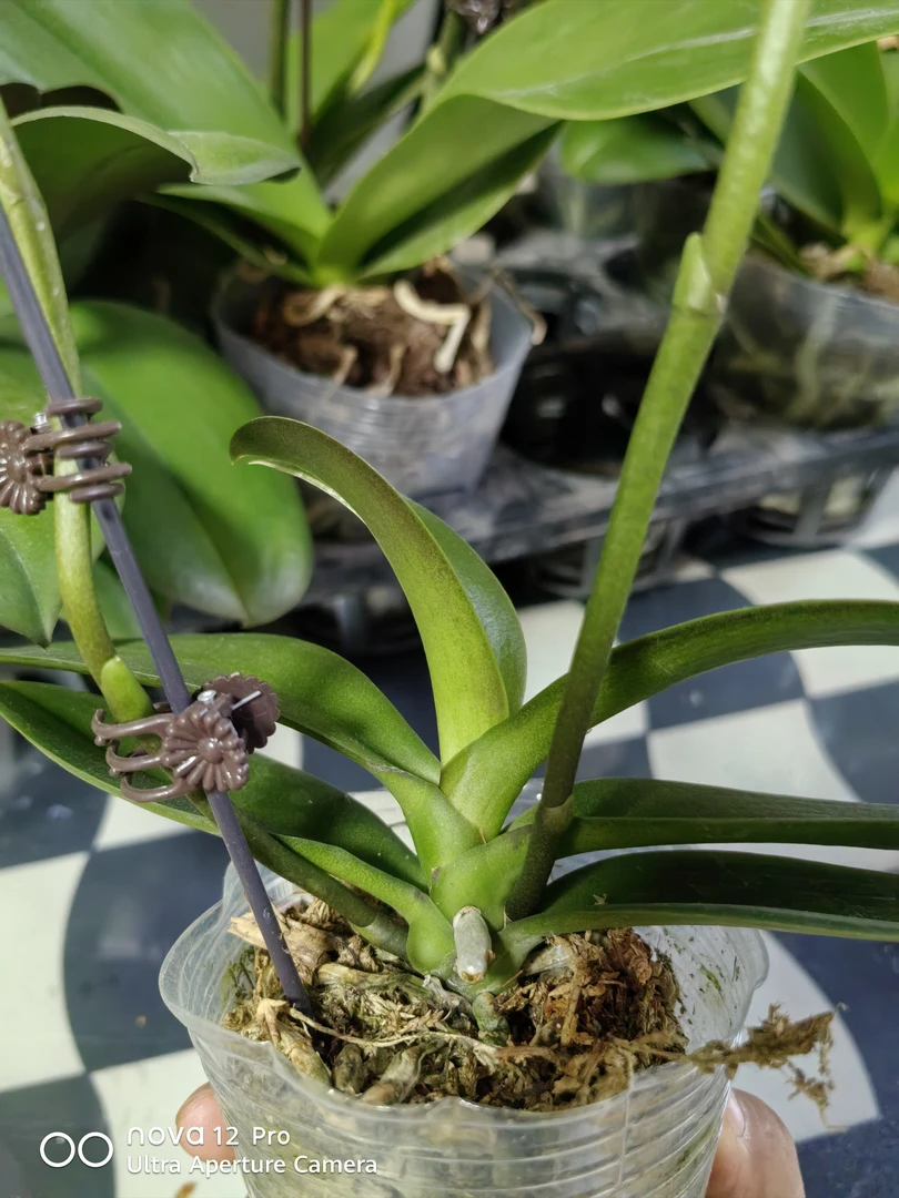 蝴蝶兰2.8杯卡莉双剑苗