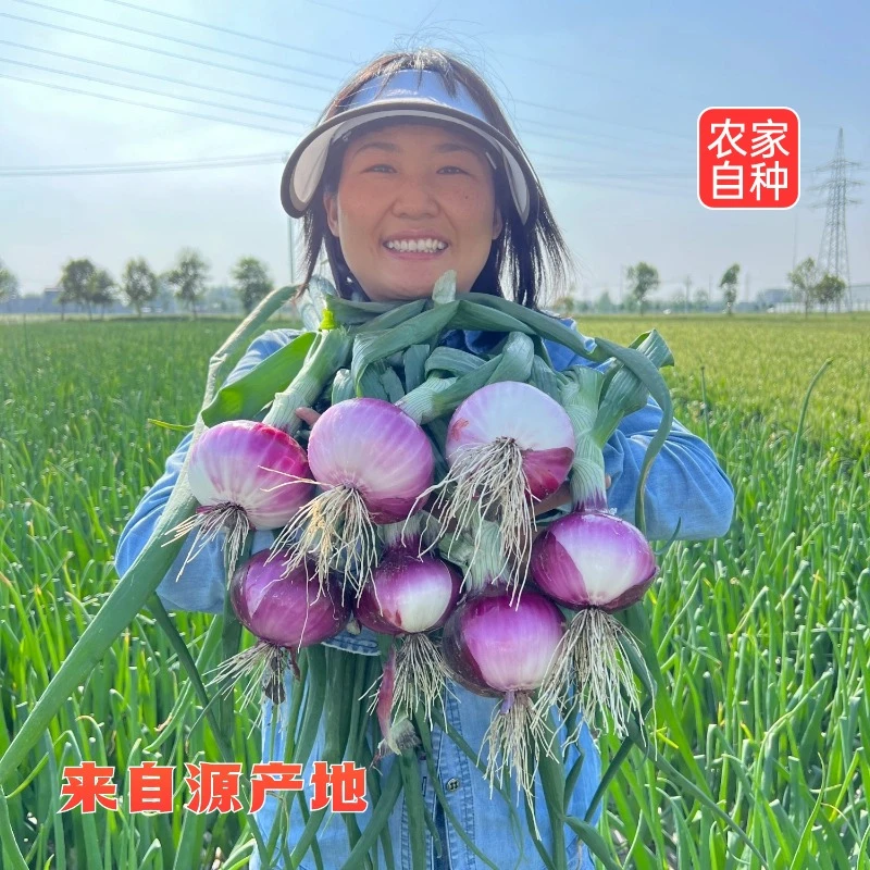 紫皮洋葱新鲜美味凉拌炒菜现挖现发圆葱头农家自种产地直发蔬菜