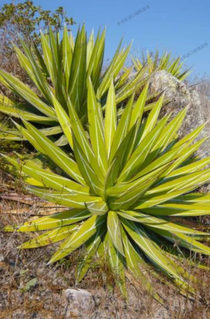 大印花龙五粒包邮龙舌兰种子Agave impressa 国外引进品种包对版