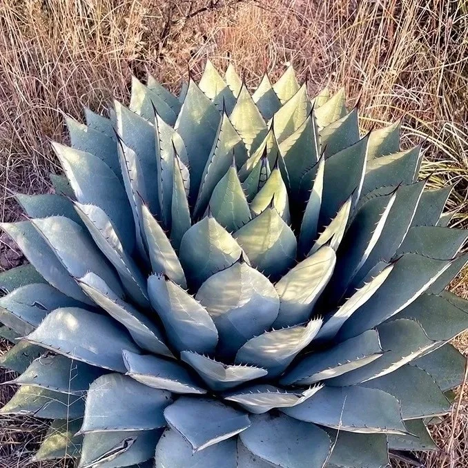 虚空藏华楚卡Agave parryi var. huachucensis-Huachuca4月新种子