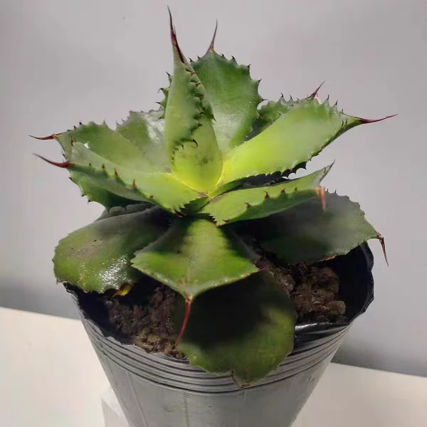 龙舌兰种子 红缘变种 Agave obscura 'Xalapa'墨西哥进口 包对版