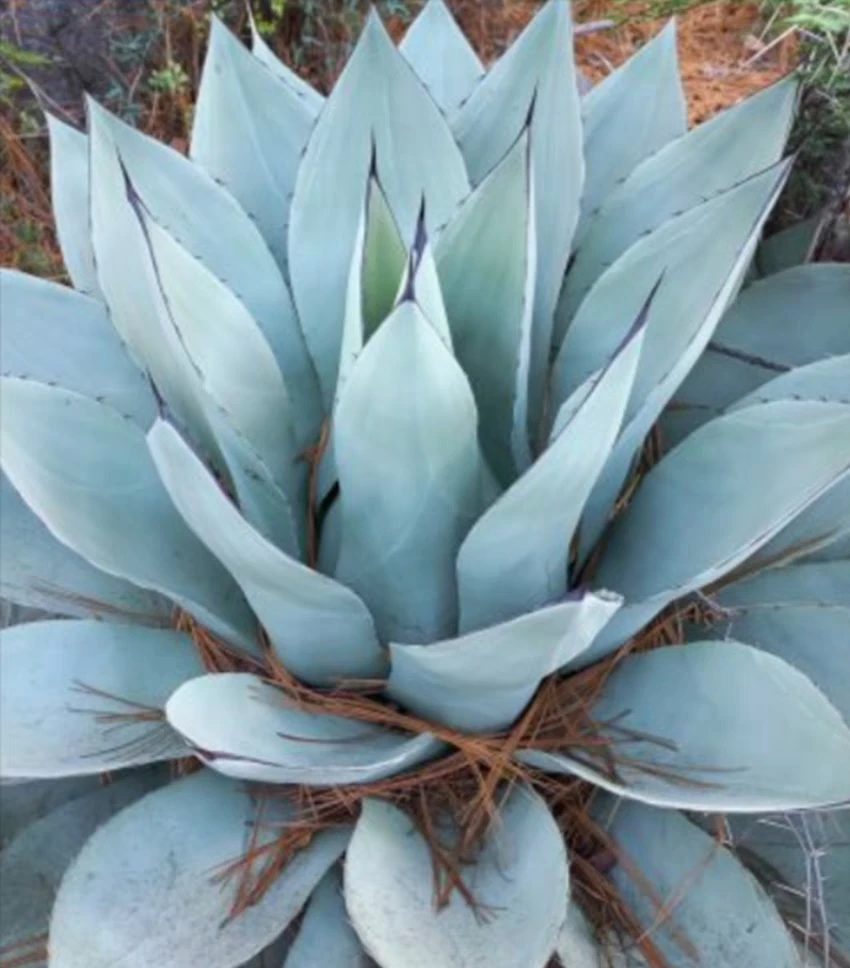 龙舌兰种子蓝色蒙特雷 Agave sp. 'Azul Monterrey' 新品