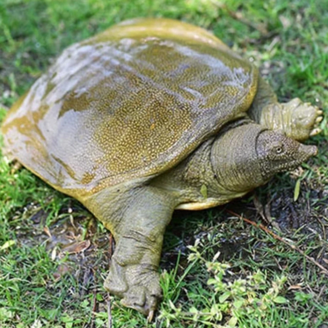 【3只5-6斤】外塘养殖放养青背甲鱼 包活包活包鲜