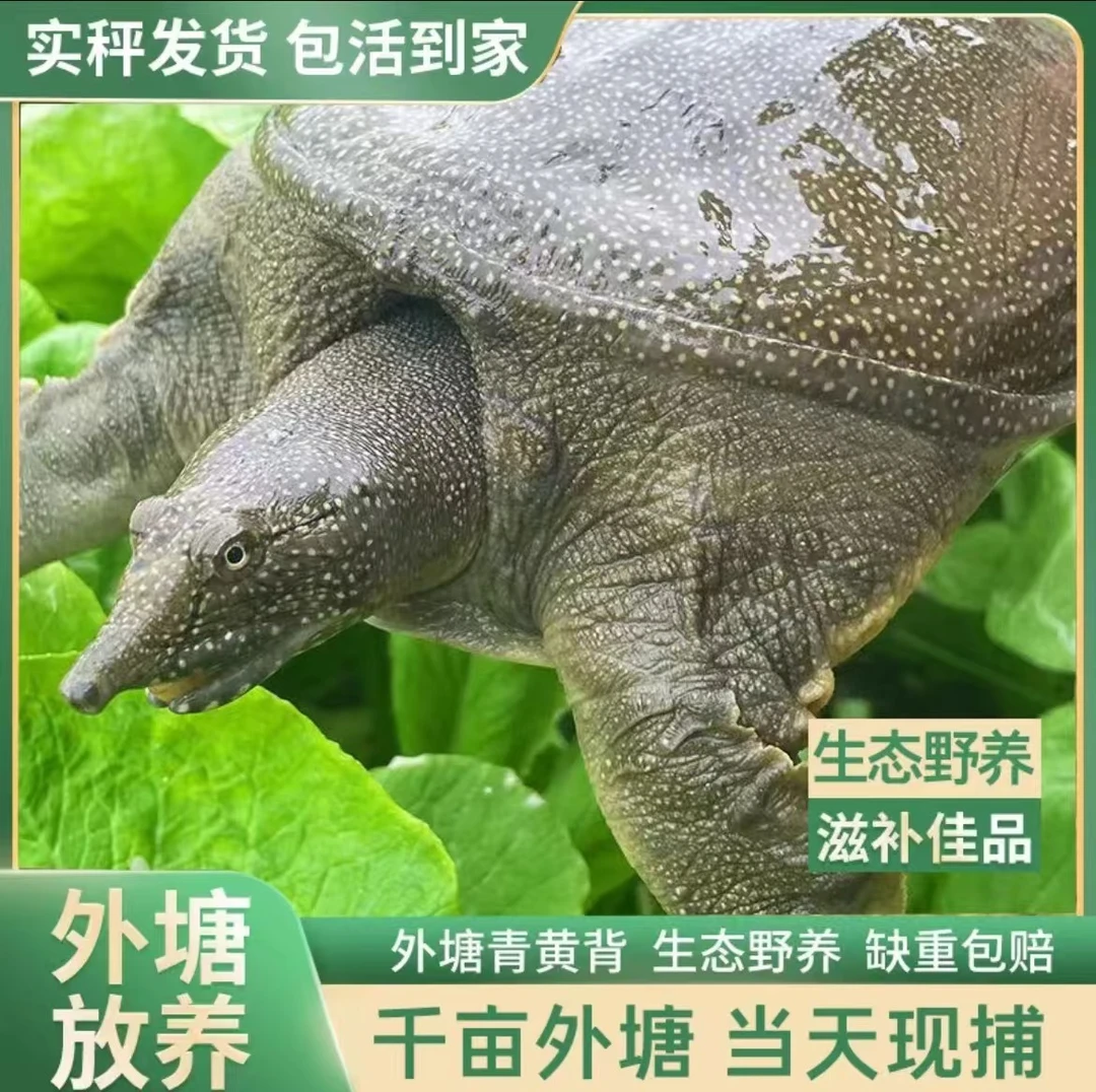 【3只7-6斤外塘甲鱼】外塘生态鲜活青背甲鱼滋补生鲜包邮包活包鲜S9