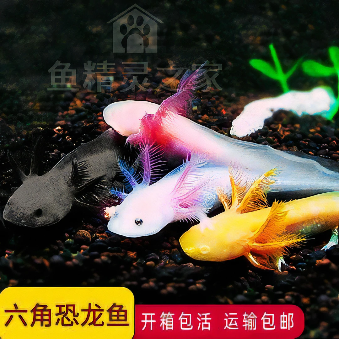 【开箱包活】发货恐龙鱼淡水冷水类宠物水族宠物观赏鱼好养易活活体