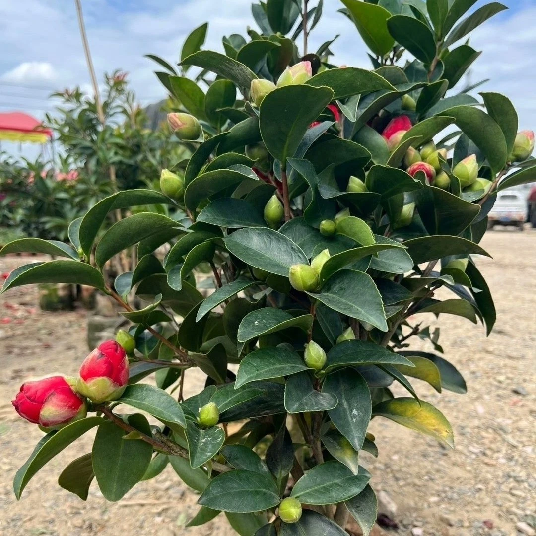 夏日七星四季茶花盆栽地栽花卉耐低温耐高温