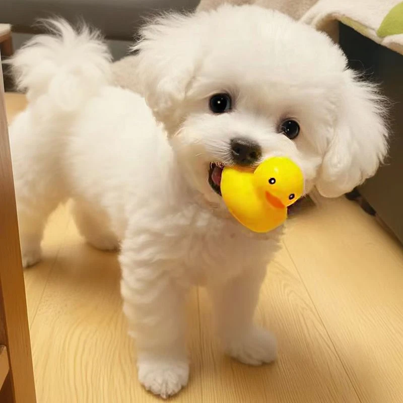 狗狗发声玩具宠物洗澡发声小黄鸭泰迪耐咬磨牙尖叫小鸭子狗咬玩具