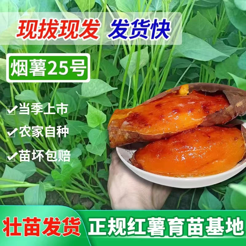 热销红薯苗种植红薯蜜薯板栗薯淀粉薯哈密蜜甜地瓜秧苗包对版高产