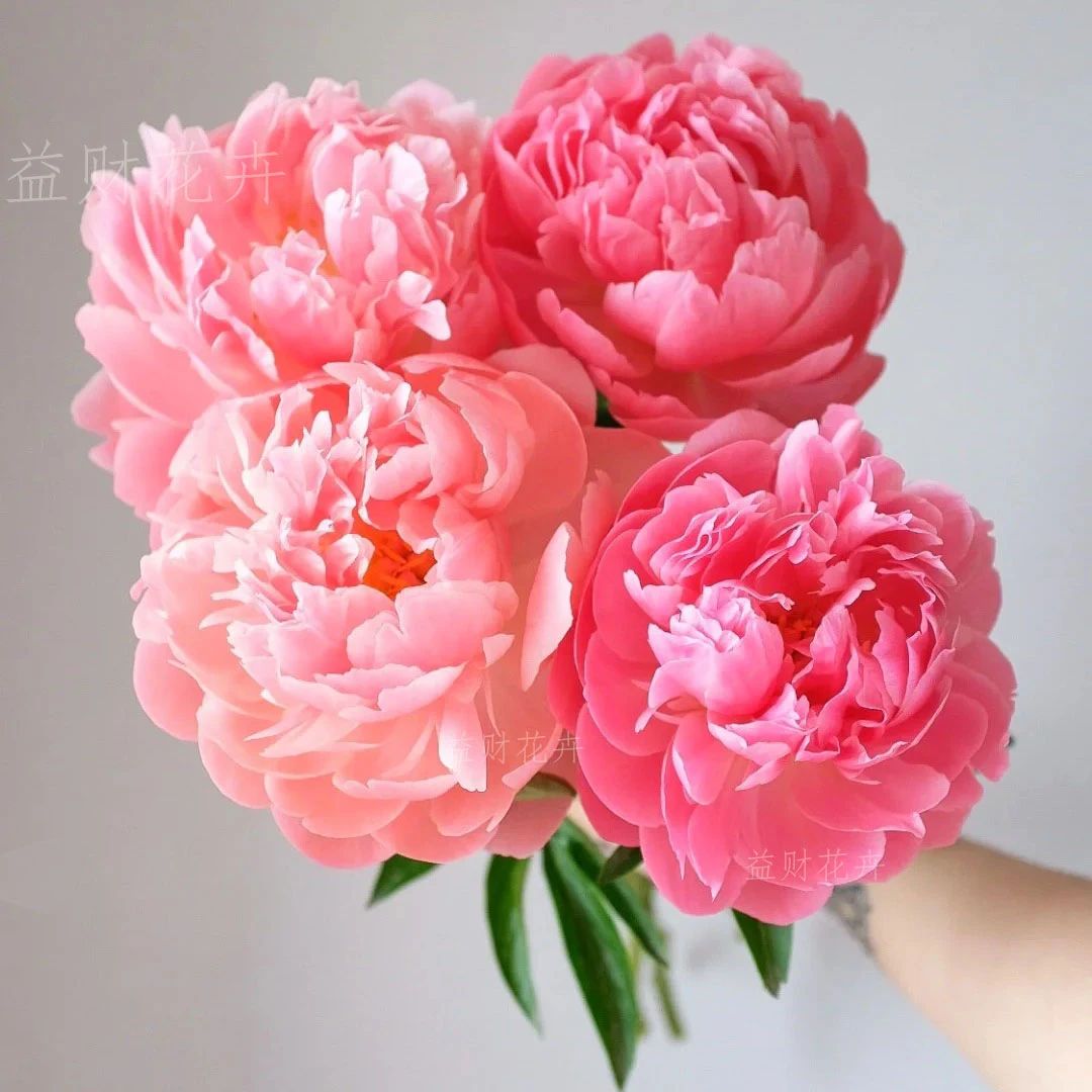 【进口珊瑚】种苗，基地直发