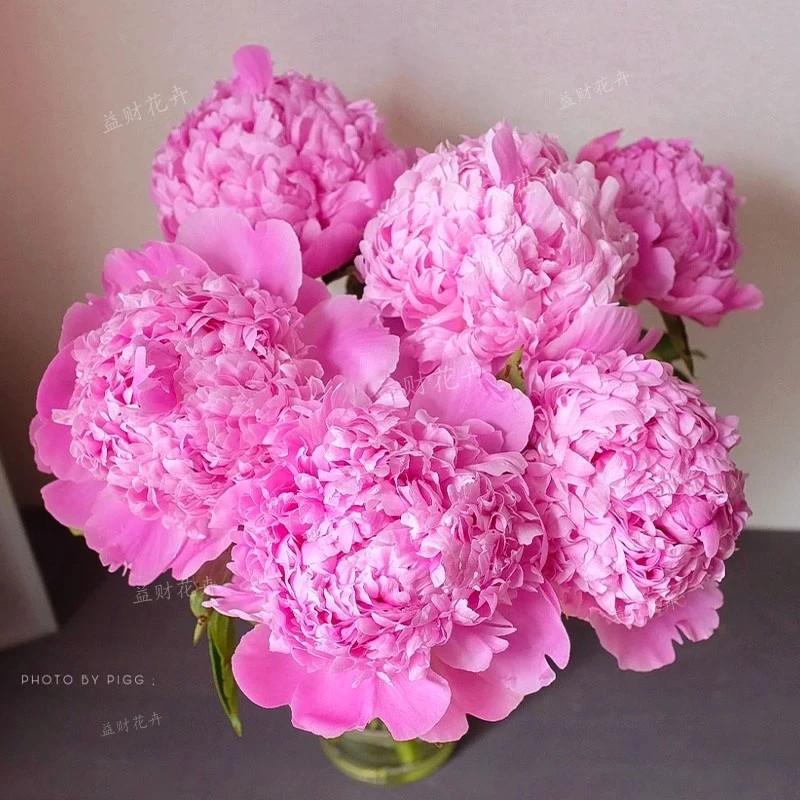 【进口兰富士】基地种苗直发