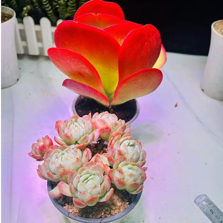 唐印+香水贝瑞 多肉植物好看好养盆栽