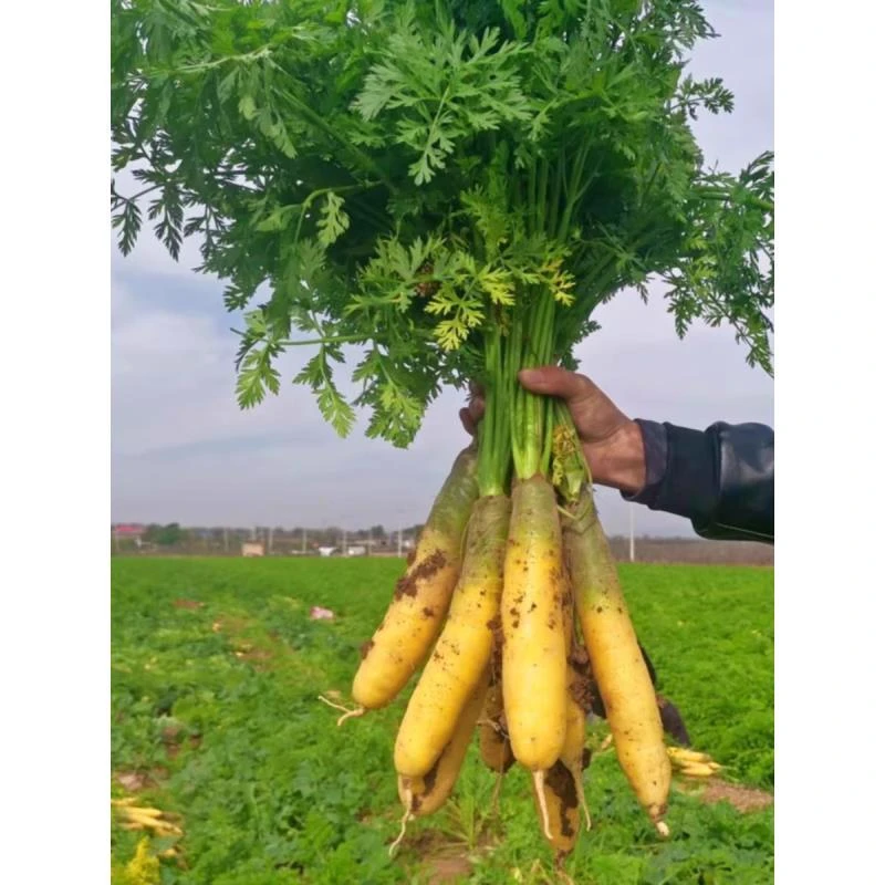 山西黄萝卜新鲜蔬菜胡萝卜生吃脆甜黄皮萝卜新疆手抓饭萝卜现挖现
