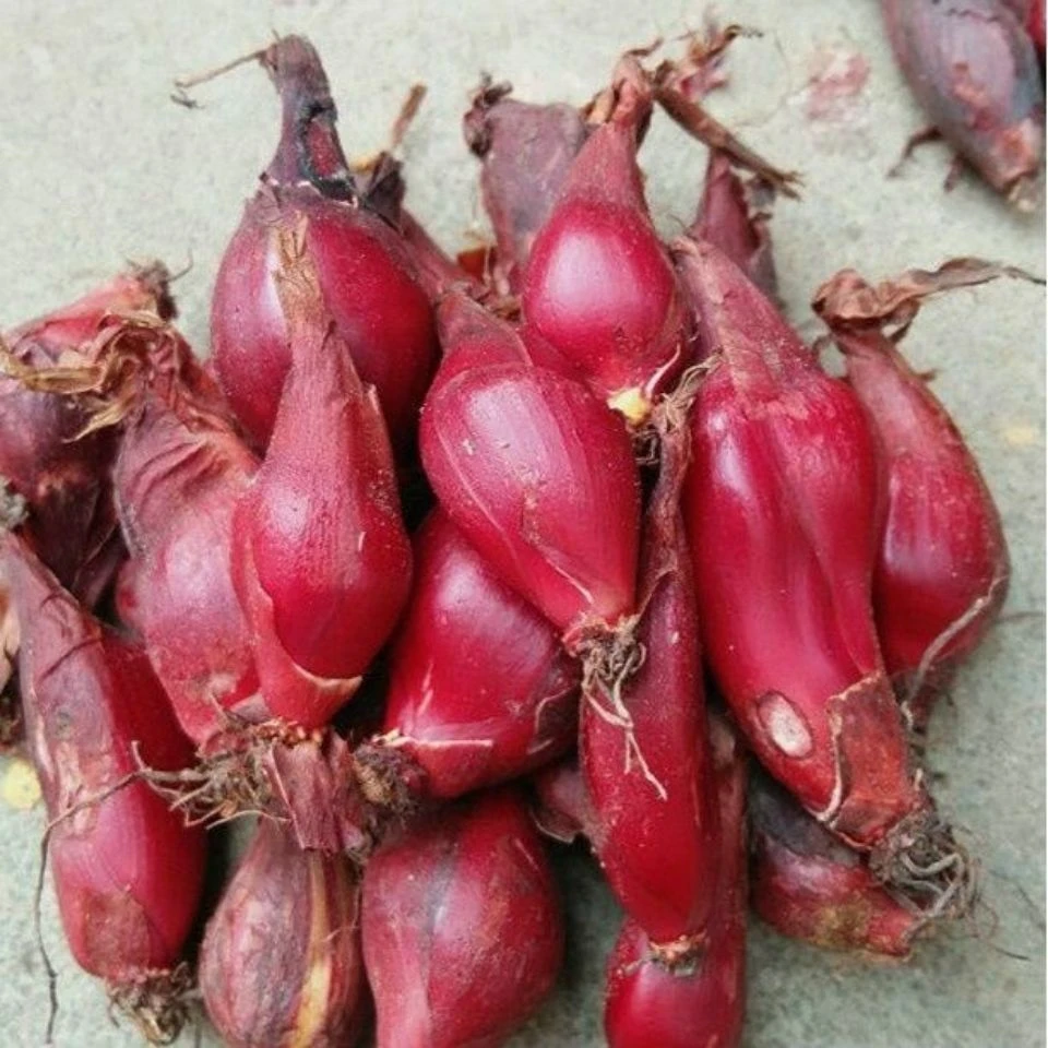正宗广西野生红葱头深山特产滋补葱小红葱红根水仙食材500g包邮